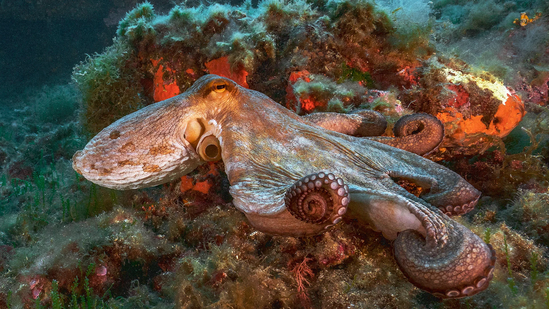 World Control Octopus New octopus farm plan from Nueva Pescanova is a horrifying idea