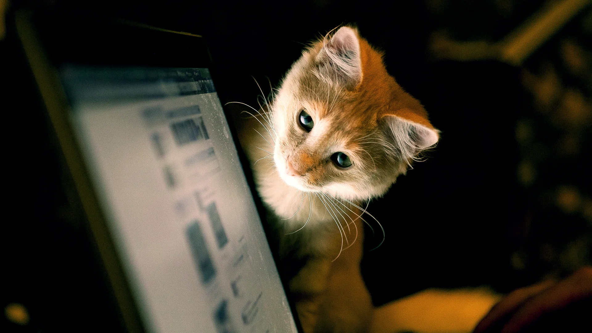 Researchers are starting to pay mind to animal interactions with tech
