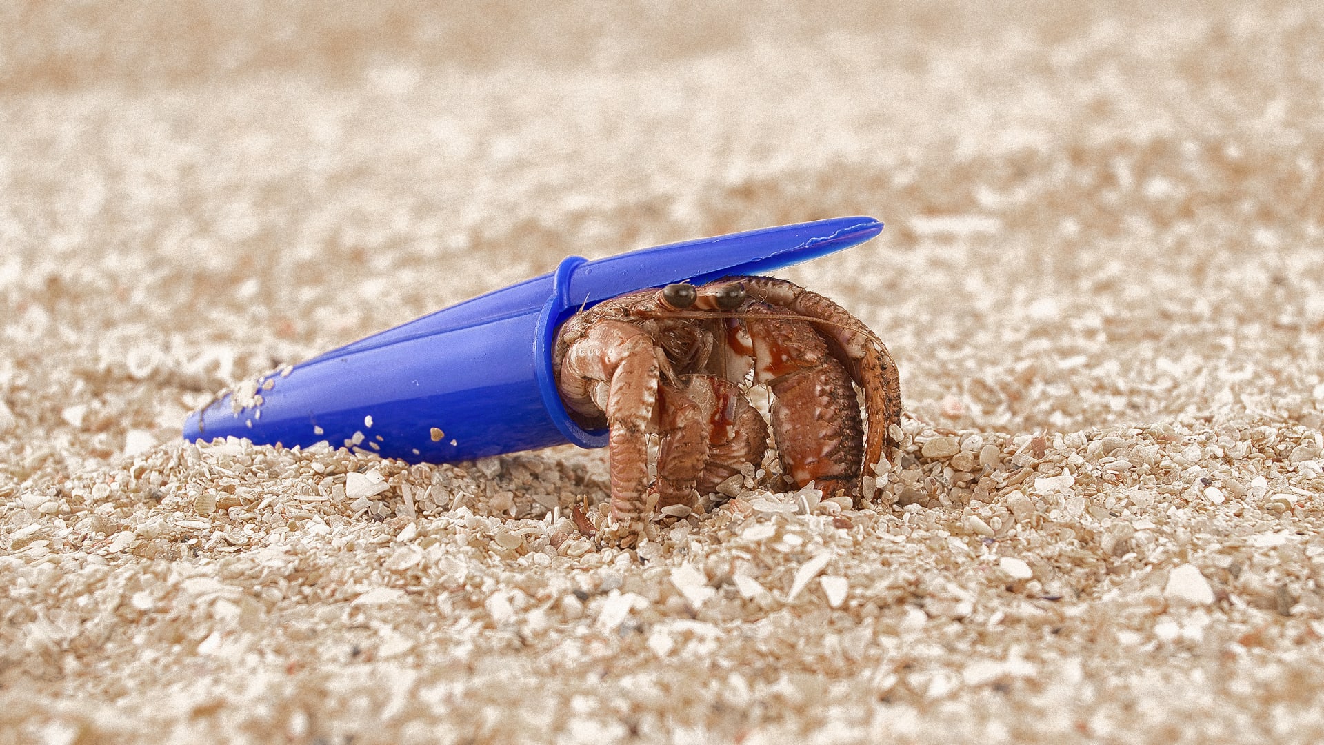 Hermit crabs are using plastic pollution as shells