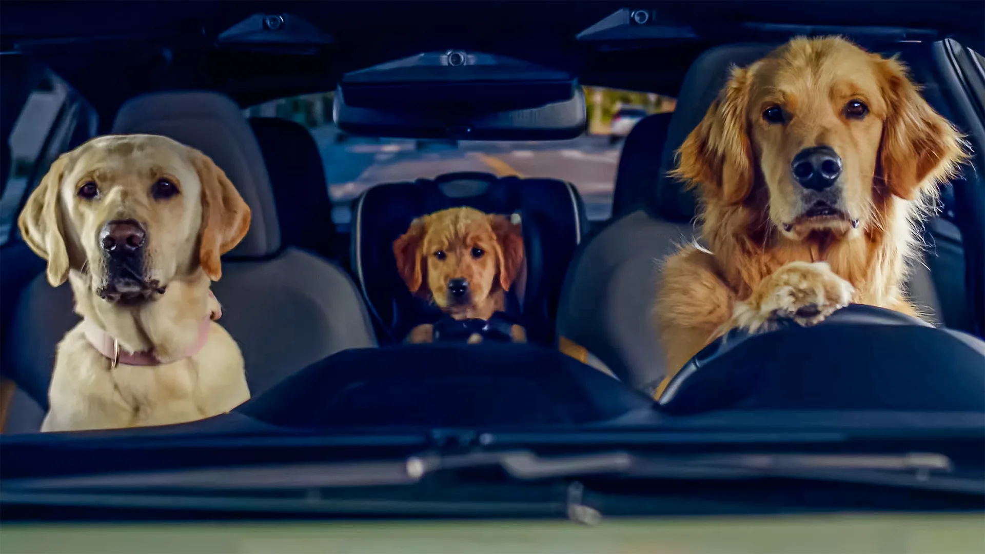 Pet Friendly What Kind Of Dog In Flonase Commercial The Barkleys