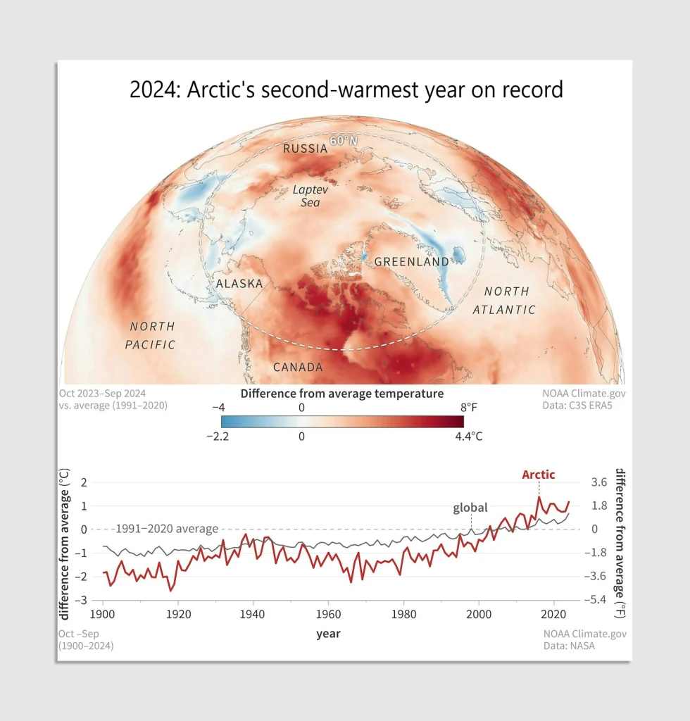 The infographic highlights that 2024 is the Arctic's second-warmest year on record. The top image is a global map centered on the Arctic, showing temperature differences from the 1991–2020 average, with red shades indicating warming and blue indicating cooling. Most of the Arctic, including Alaska, Canada, and Russia, shows significant warming. A color scale below the map represents temperature differences, ranging from -2.2°C (cooler) to +4.4°C (warmer). The lower graph tracks temperature anomalies from 1900 to 2024, showing a sharp increase in Arctic temperatures compared to the global average. Data sources include NOAA Climate.gov, NASA, and C3S ERA5.