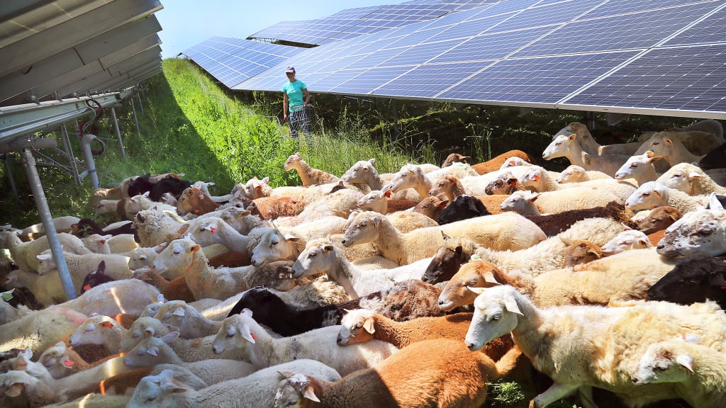 In rural California, farmers are harvesting a new crop: Solar power