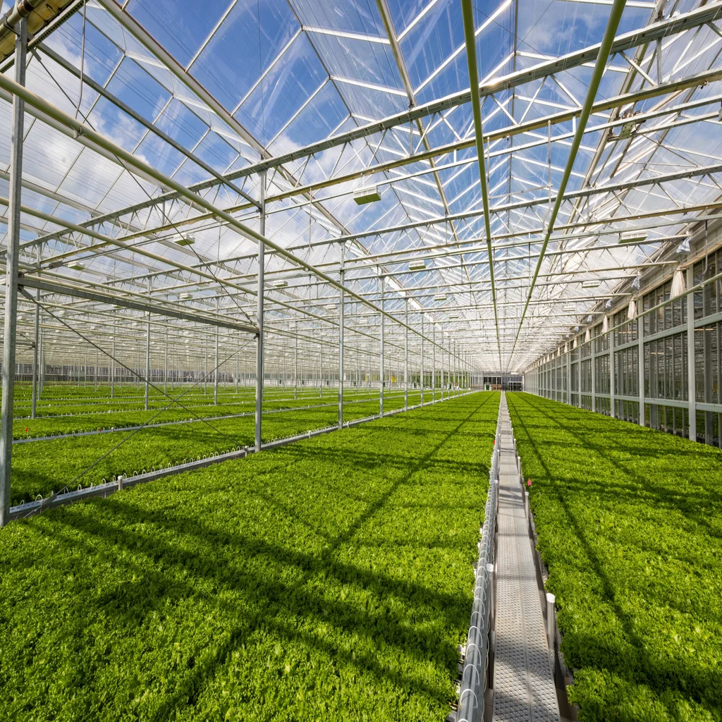 Fresh, local, and predictable: How “indoor” farms are solving food’s ...