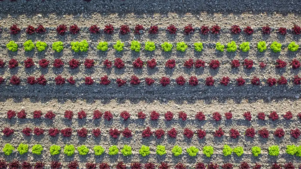 3 Lessons I learned from regenerative agriculture