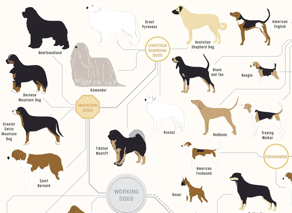 181 Breeds Of Dog On One Awesome Poster - Fast Company