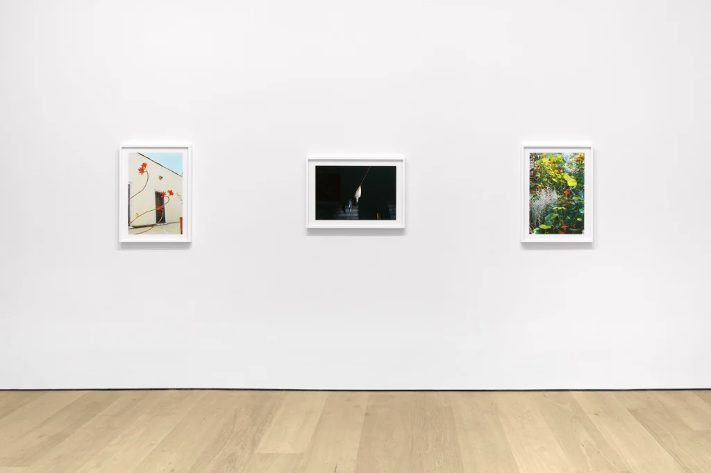 t*m様 William Eggleston The Democratic Fo William Eggleston: The Democratic Forest | Book by William