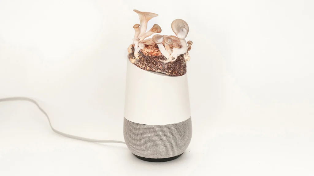 This is the first truly great Amazon Alexa and Google Home hack - Fast ...