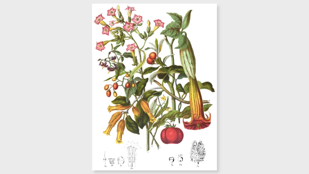 See the rare drawings of a 19th-century female botanist