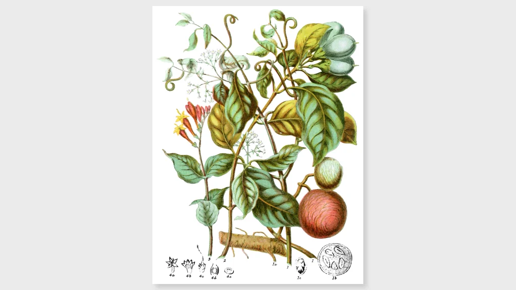 See the rare drawings of a 19th-century female botanist