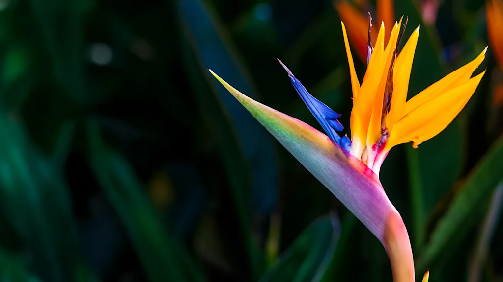 02-91511679-la-olympics-design-exclusive