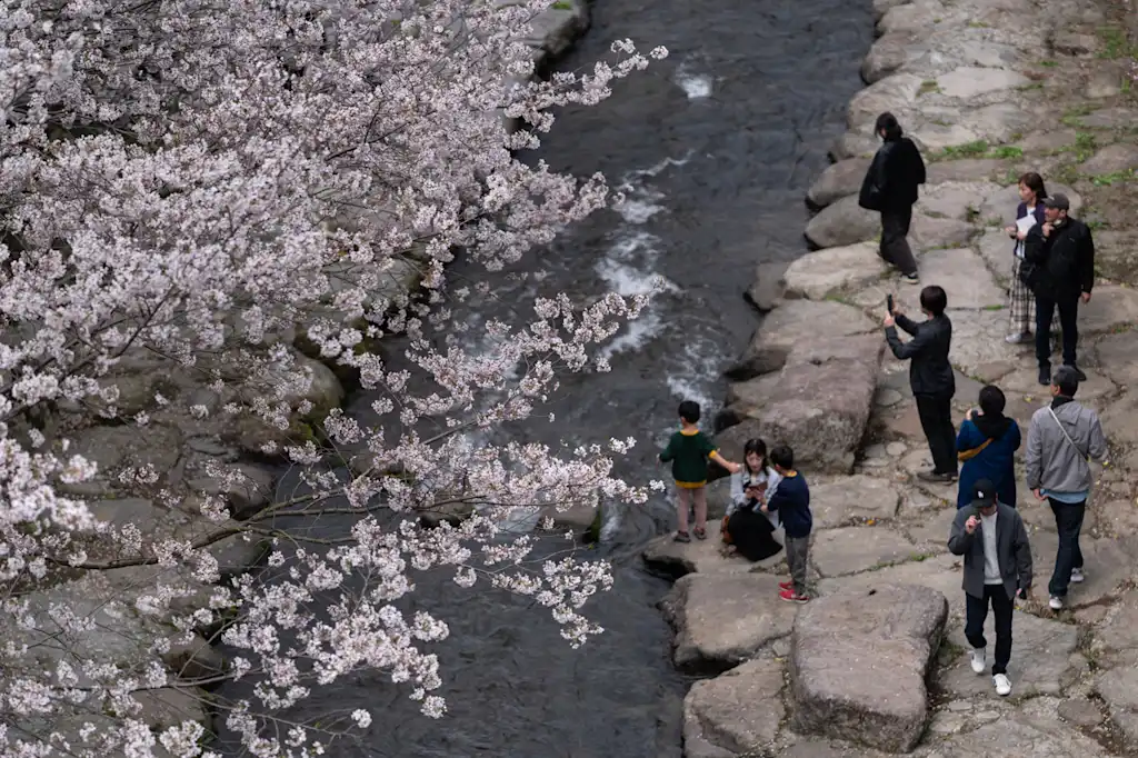 De prachtige Japanse kersenbloesems worden geconfronteerd met een vervelende bedreiging
