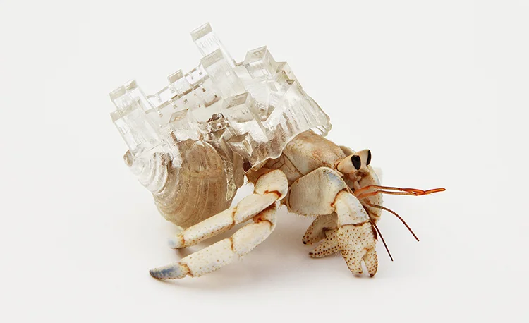 An Artist Gives Hermit Crabs Crazy New Homes - Fast Company