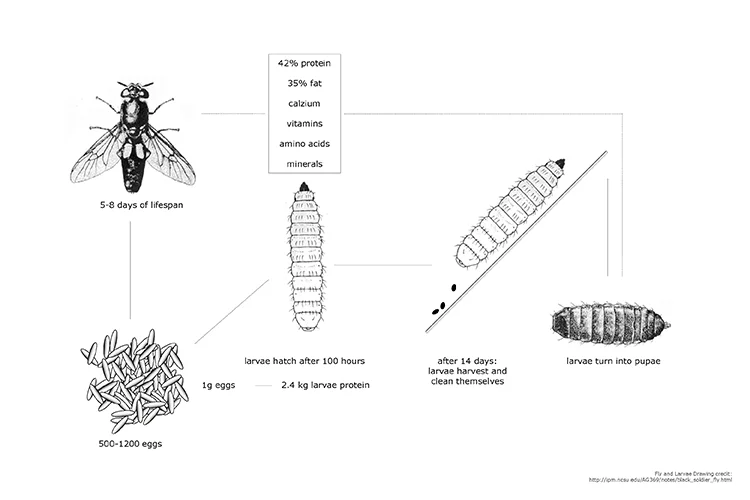 A Kit To Grow Bugs At Home, To Eat! - Fast Company