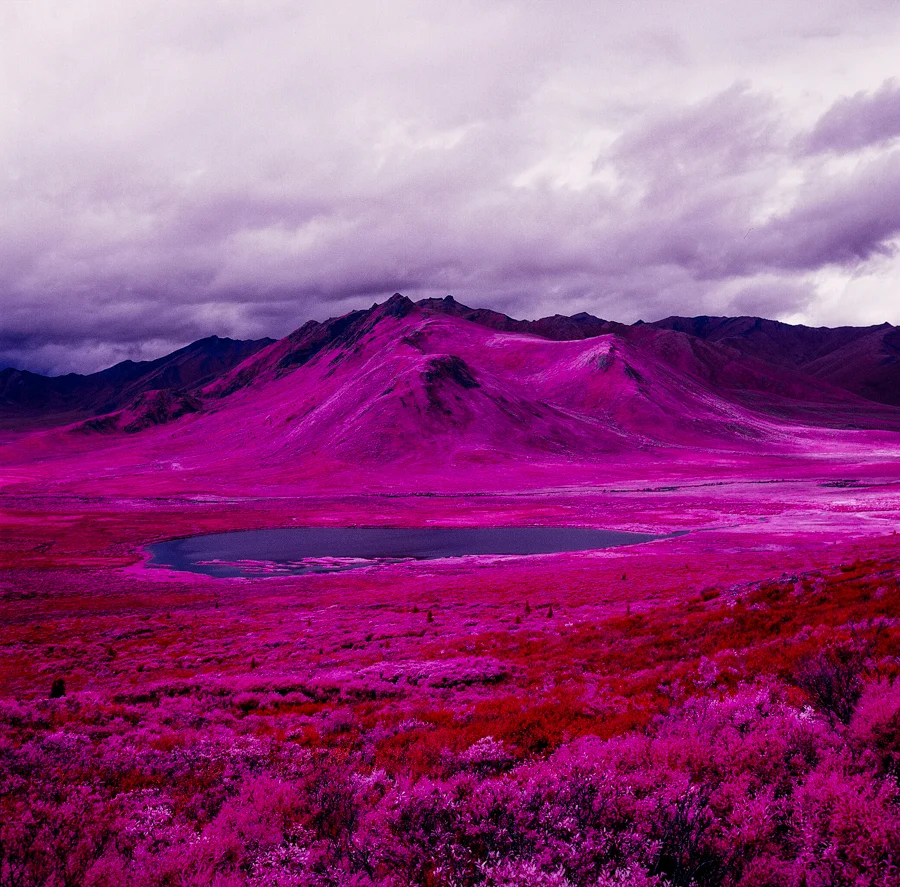Infrared Film Turns The Arctic Hot Pink - Fast Company