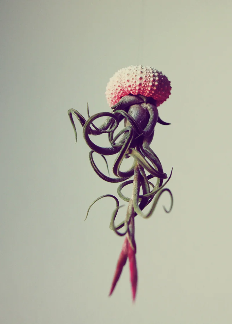These Plants Look Like Jellyfish Swimming Through Your House - Fast Company
