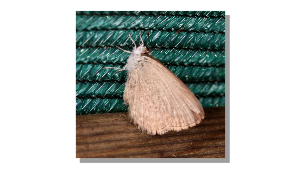 Brooming Insects The world's most-advanced AI can't tell what's in these photos. Can you ...