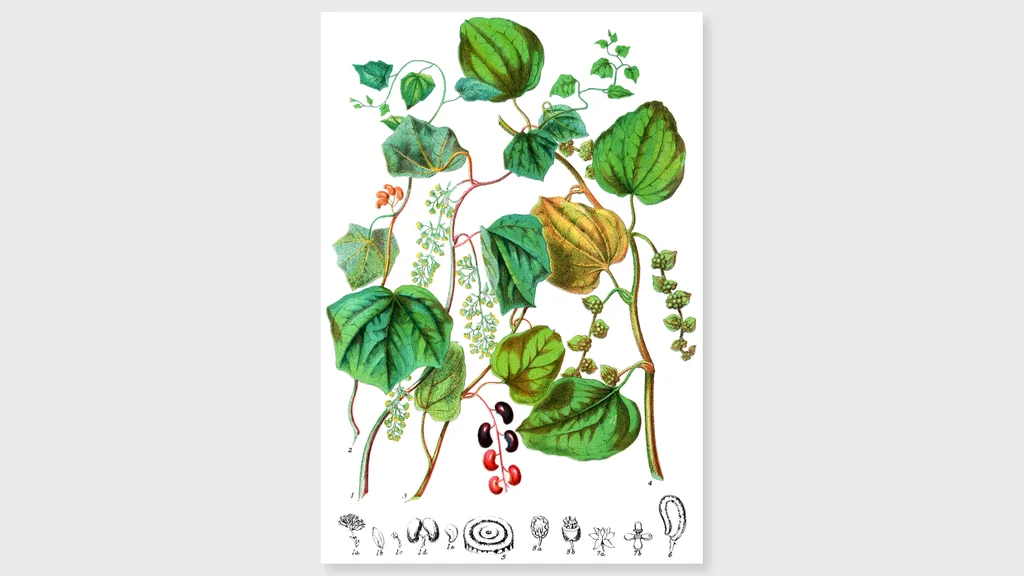 Blandfordia nobilis 植物画 2003年 See the rare drawings of a 19th-century female botanist