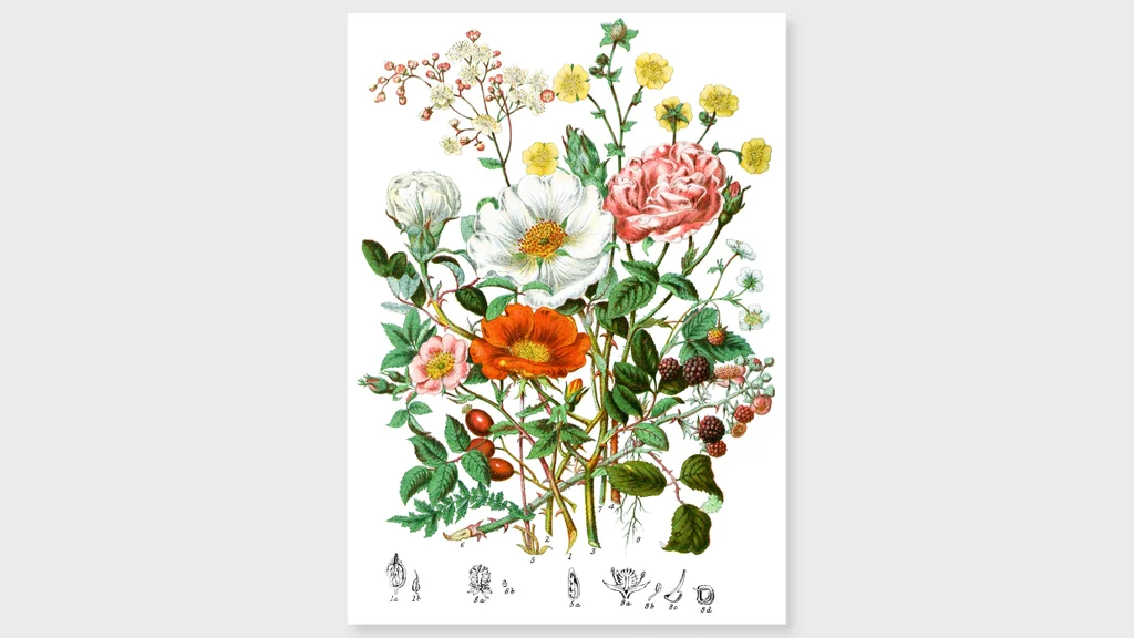 See the rare drawings of a 19th-century female botanist