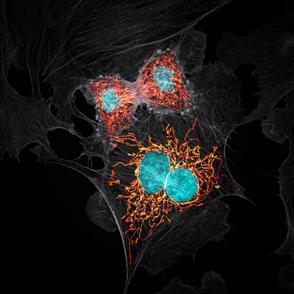 Microscope Self Image See the year's most remarkable microscope photographs - Fast Company
