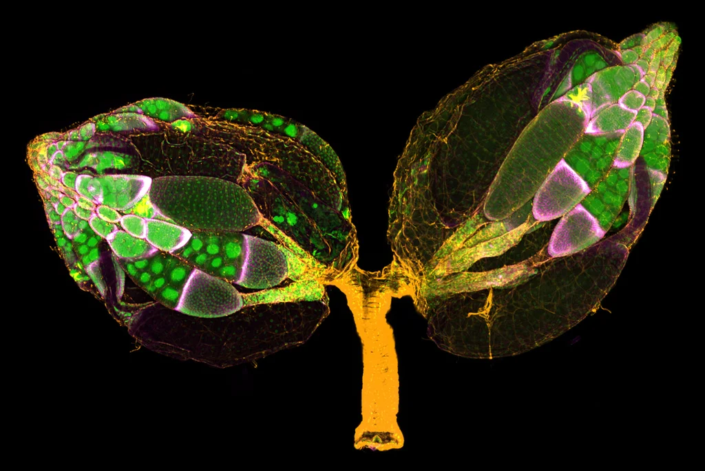 Microscope Self Image See the year's most remarkable microscope photographs - Fast Company