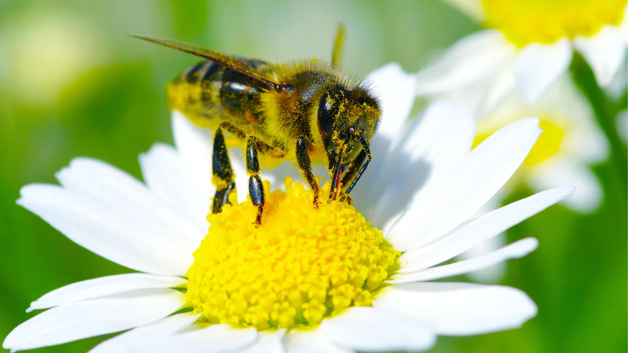Home Depot's Bee-Friendly Plants Are Actually Killing The Bees - Fast  Company