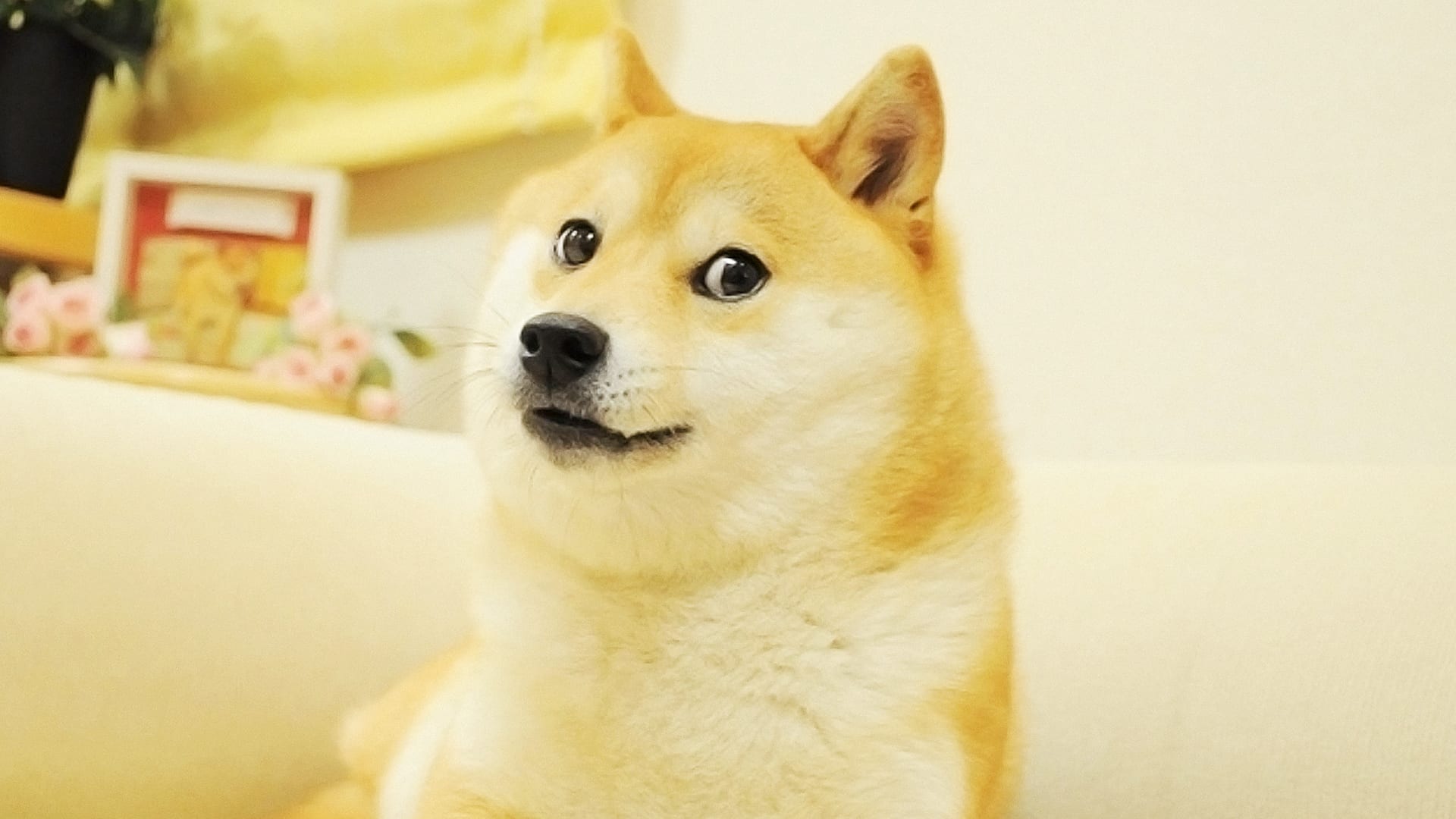 Dogecoin Is Now More Popular Than All Other Cryptocurrencies Combined -  Fast Company