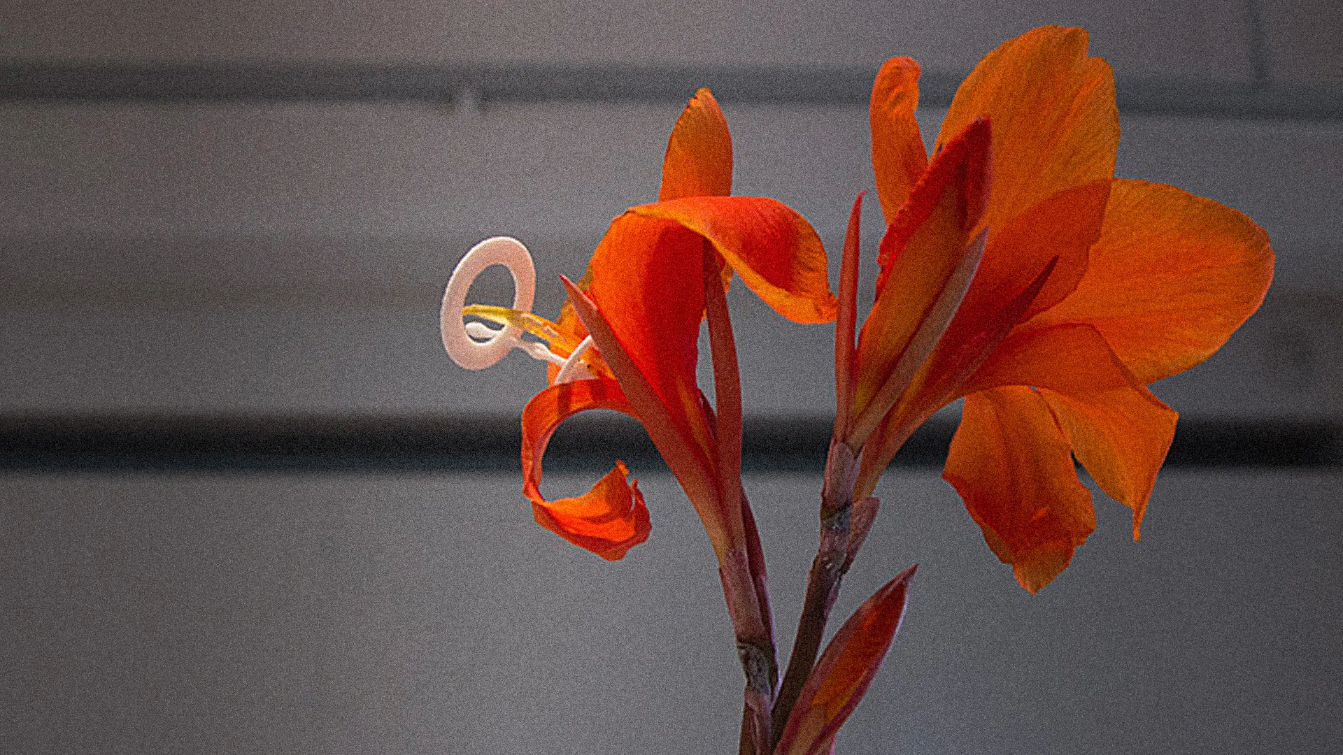 Good Vibrations: These Sex Toys Are Made For Plants