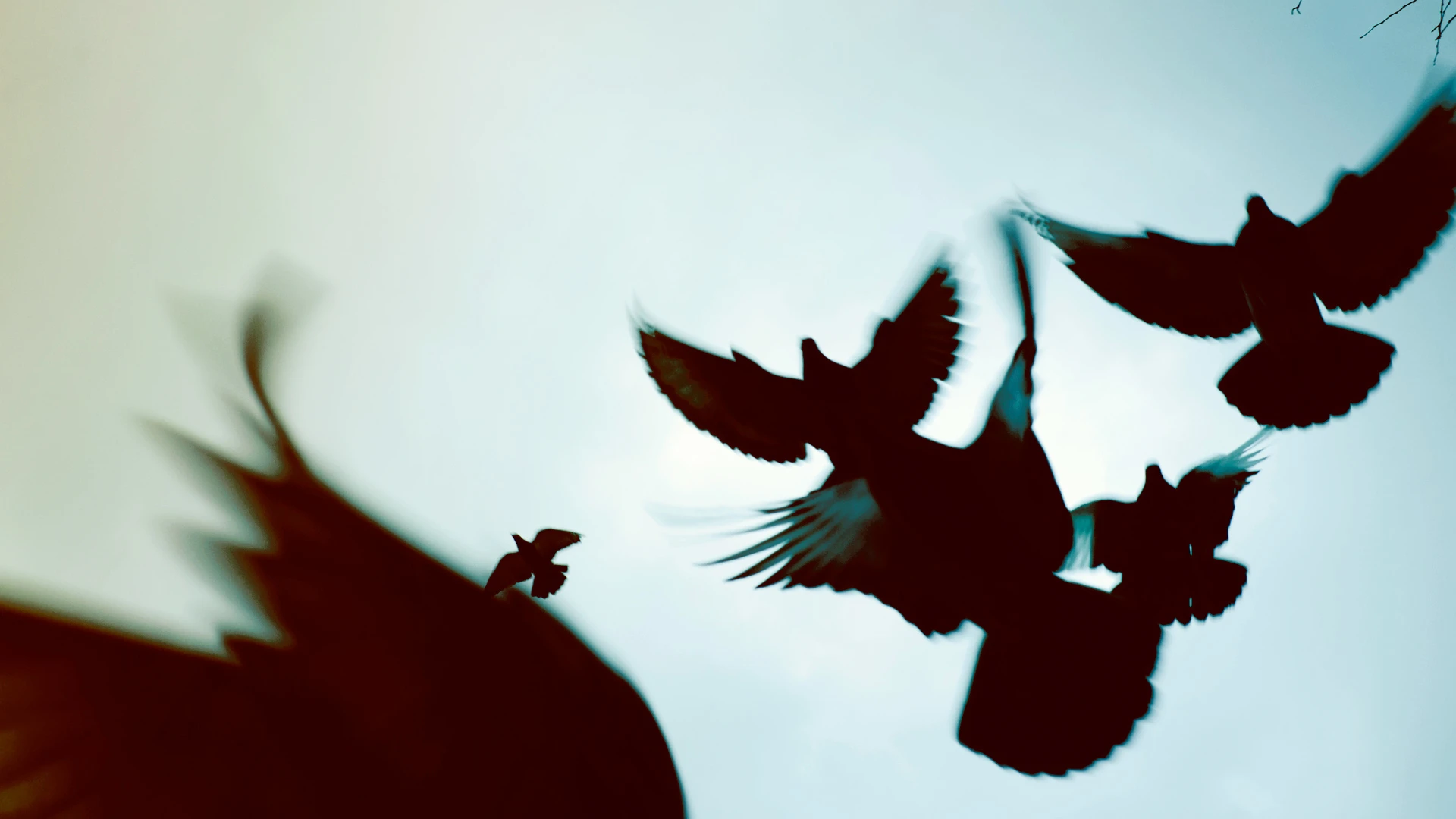 Shining a spotlight on the Montreal Chest Institute - BioSpace, image size:1920x1080