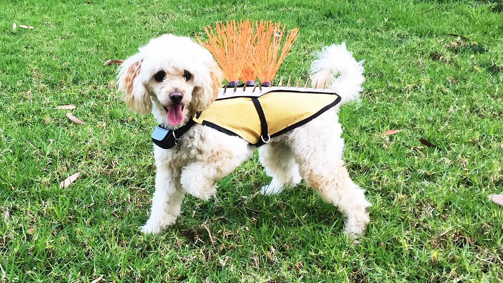 This Crazy Spiked Vest Protects Tiny Pets From Coyote Attacks