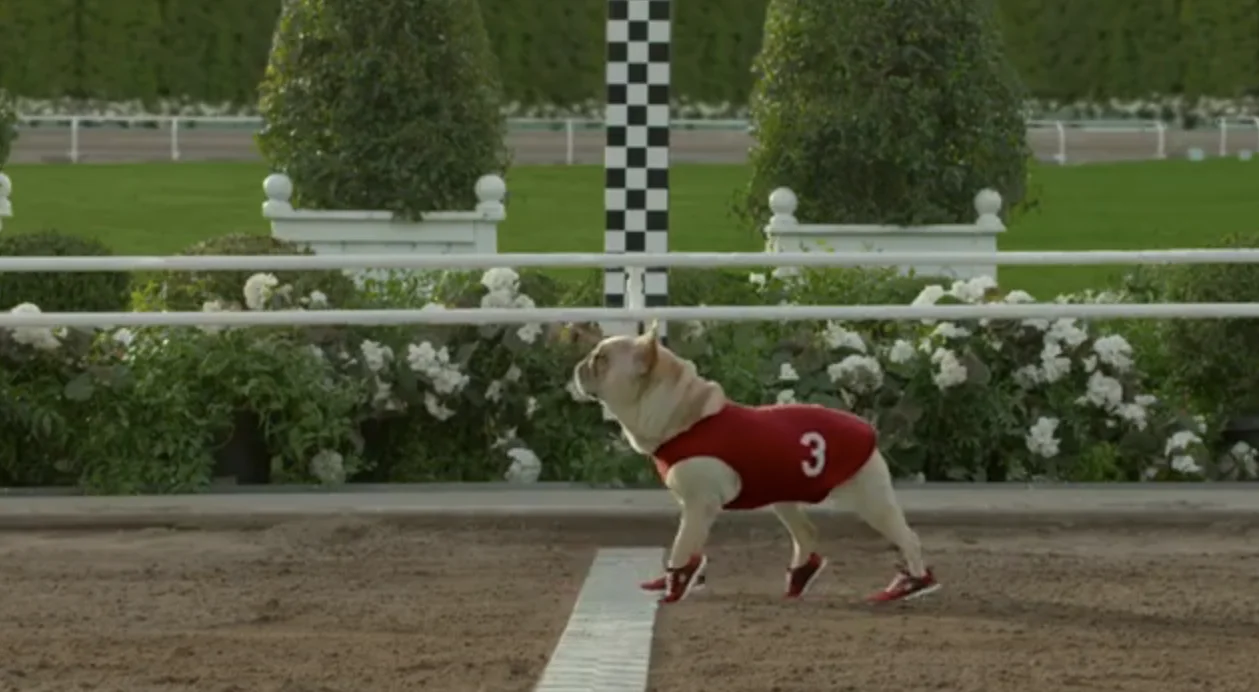 wearing skechers skechers dog commercial