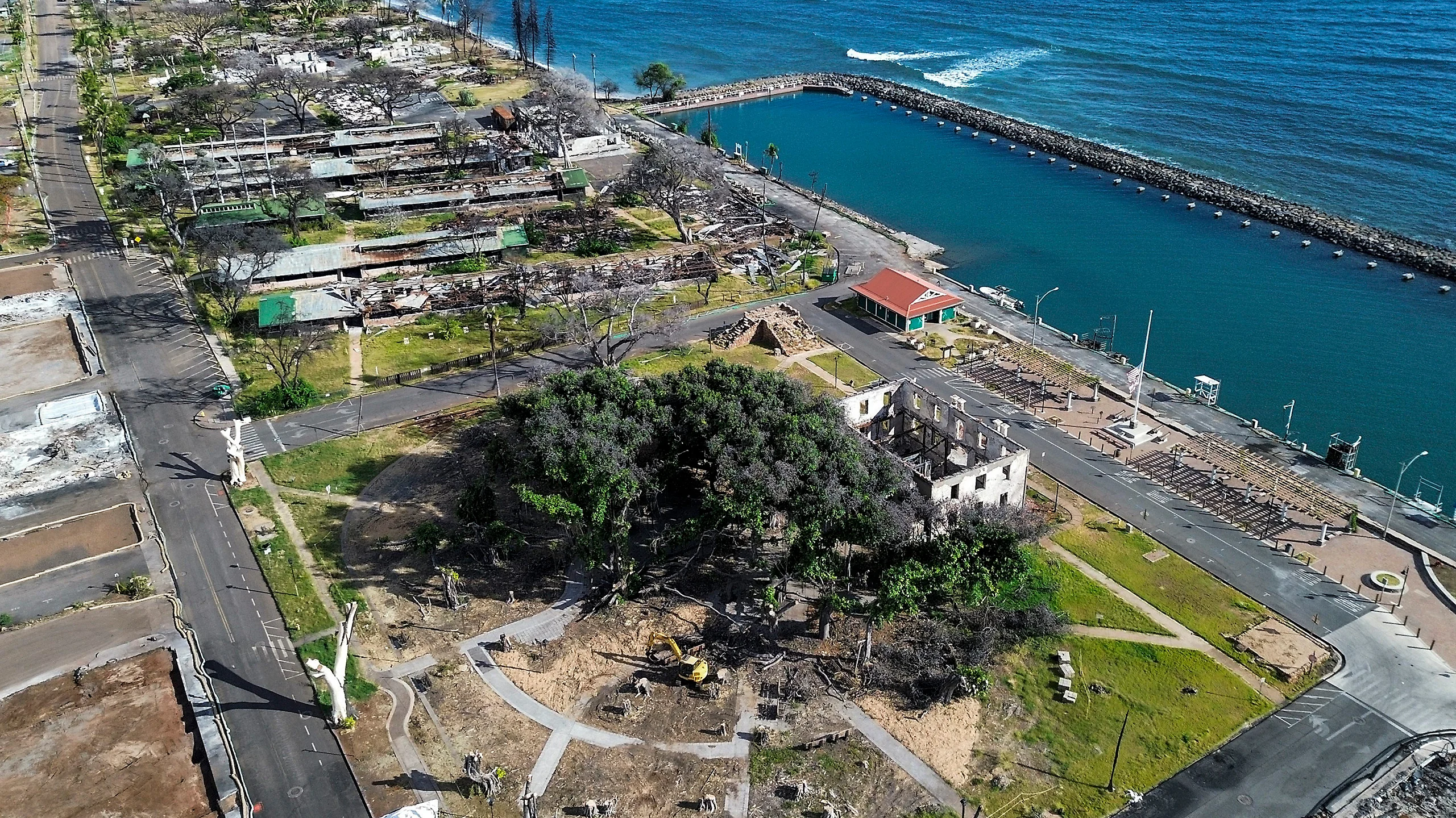 How Lahaina's 151-year-old banyan tree survived Maui's wildfire