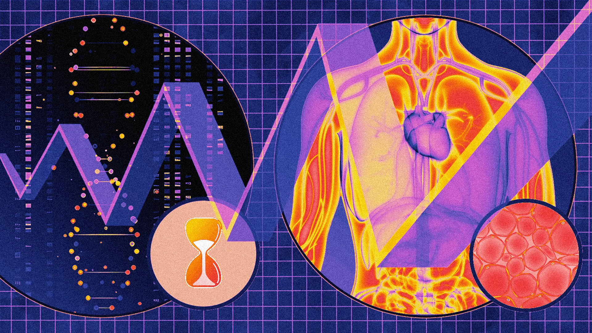 azelaprag tirzepatide BioAge Labs IPO: stock price today in high-profile Nasdaq debut