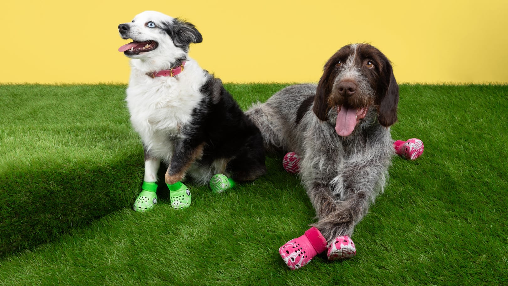 Finally, there are Crocs for your dog