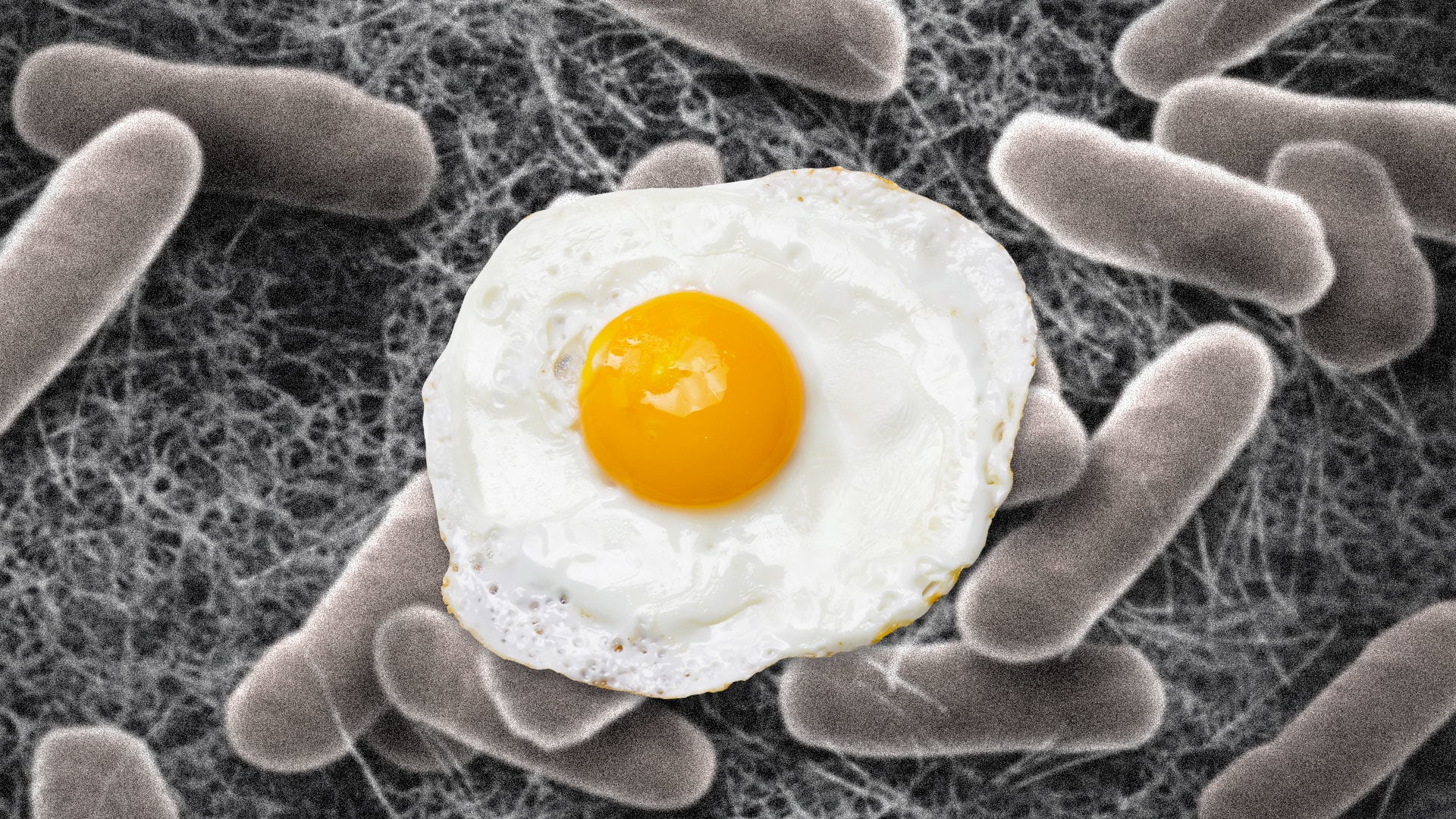 Egg recall linked to deadly Salmonella Check your cartons now Fast