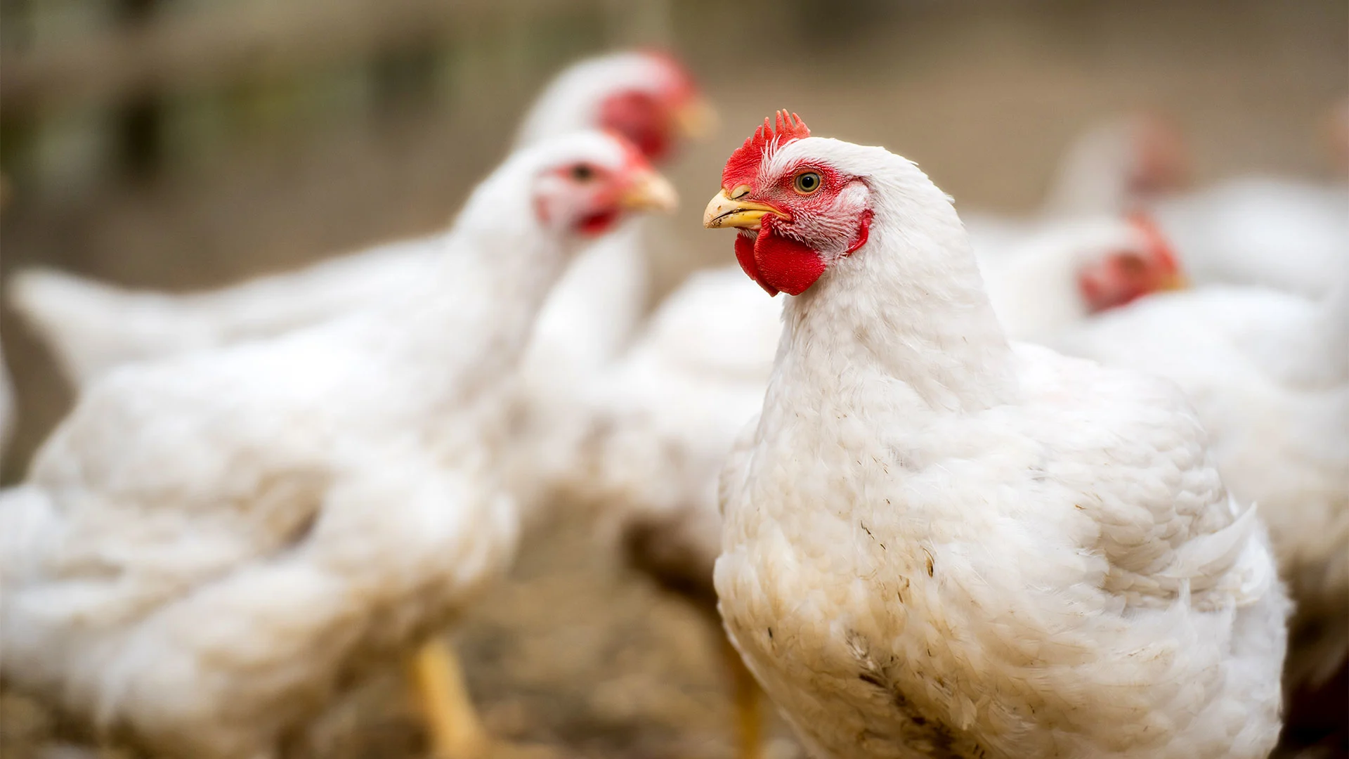 Midwest chicken farmers struggle to feed flocks after supplier shuts