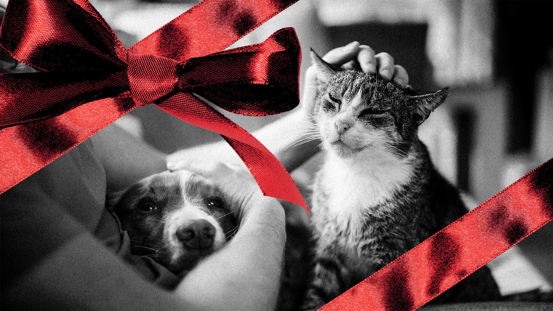 Cool Dog Gifts For Christmas Amazon Cool Dog Gifts For Christmas