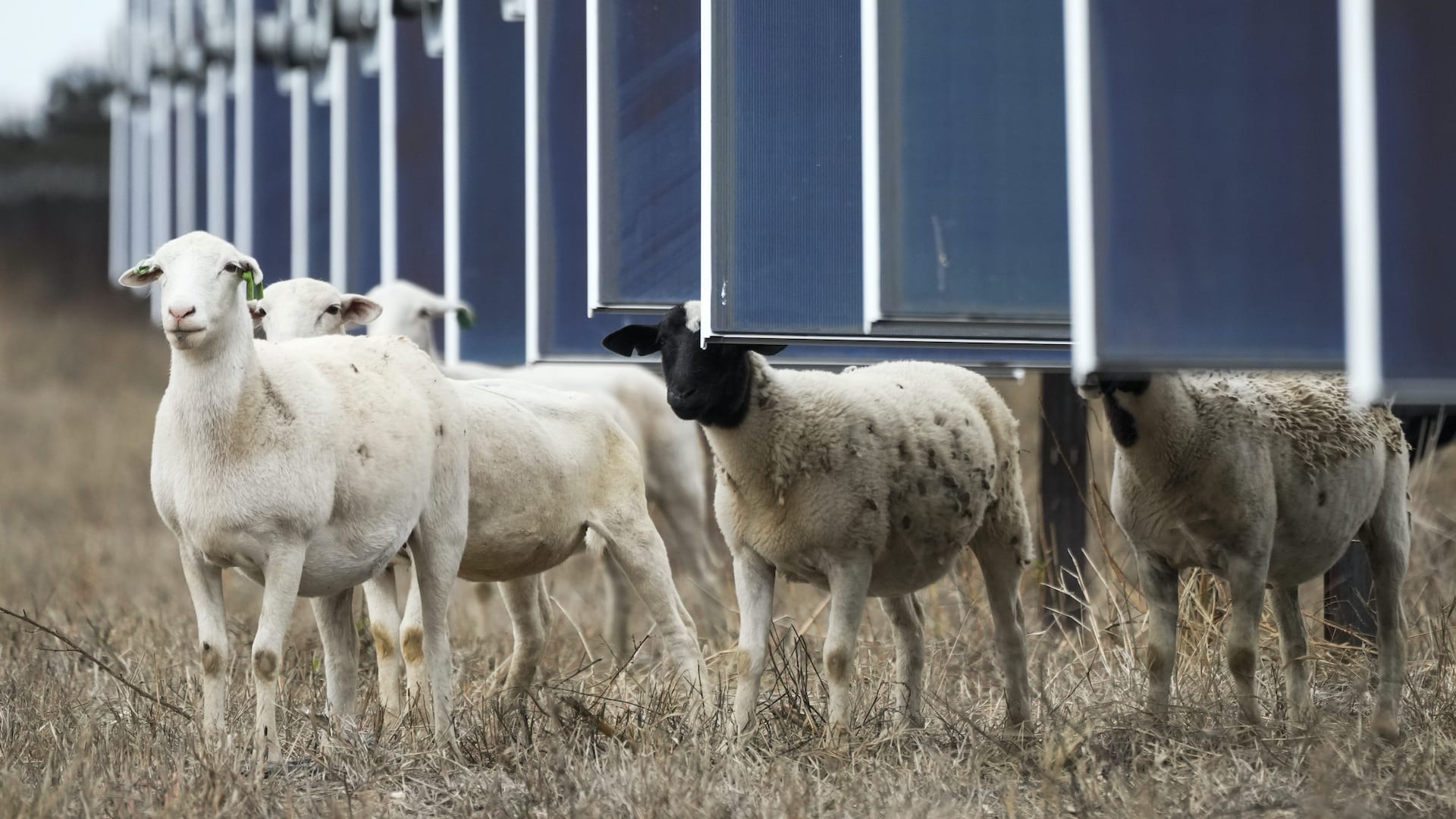How sheep in Texas are helping the solar industry - Fast Company