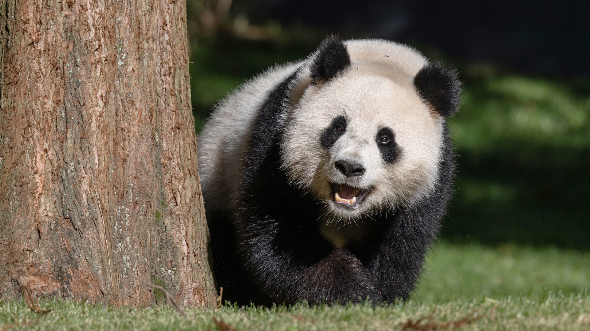 Giant Panda Cam live stream: Watch National Zoo pandas in DC - Fast Company