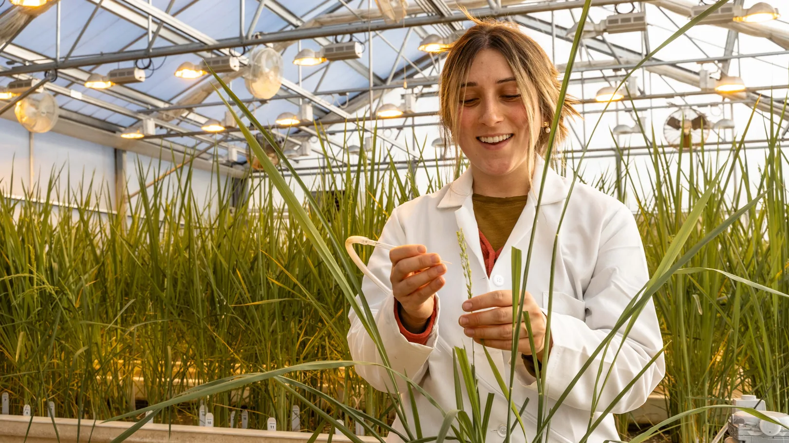 Organic farmers spent 12 years developing this new rice. It's better for you and the planet