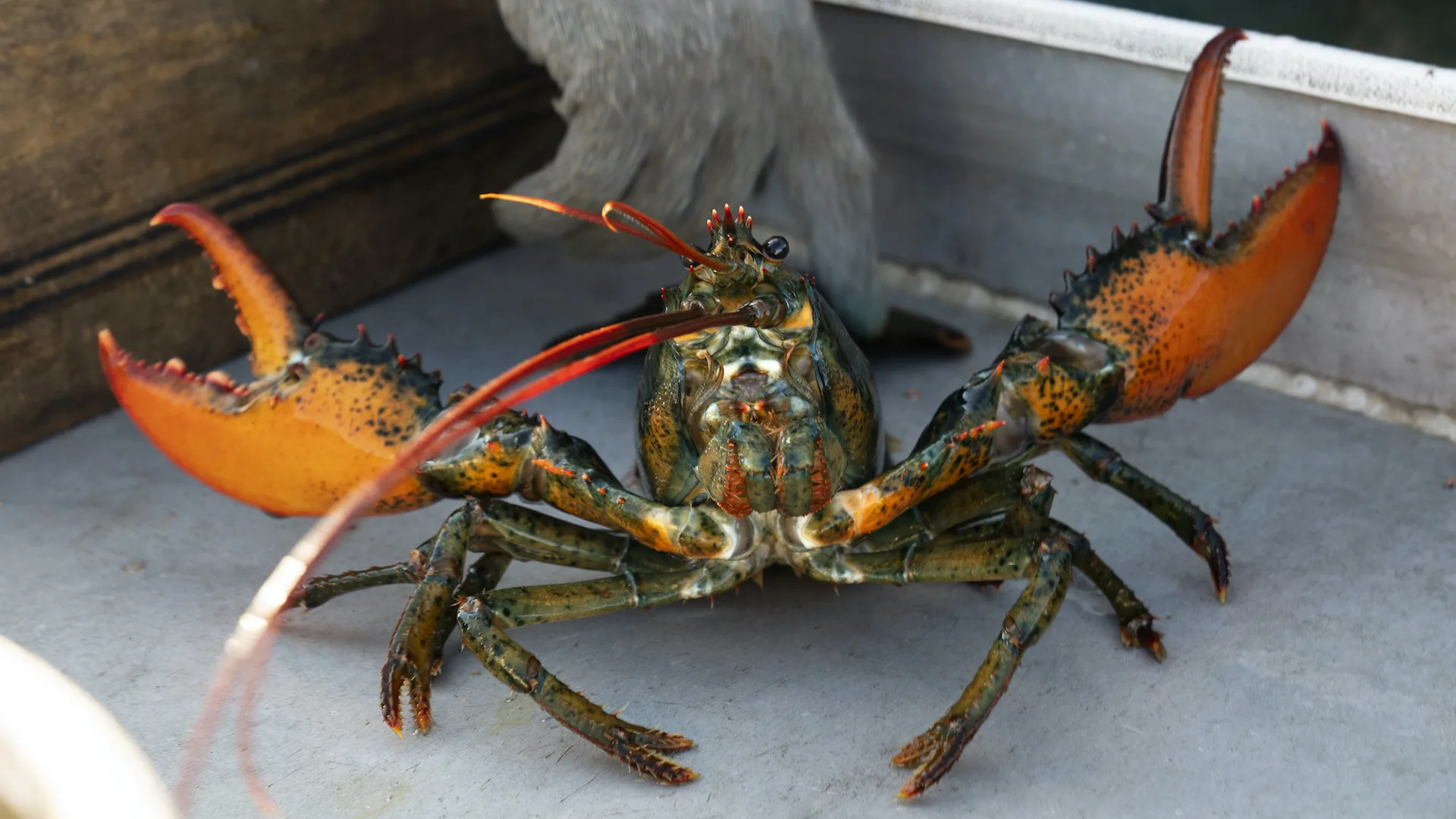 U.S. lobster catch keeps dropping as warmer waters prompt migration