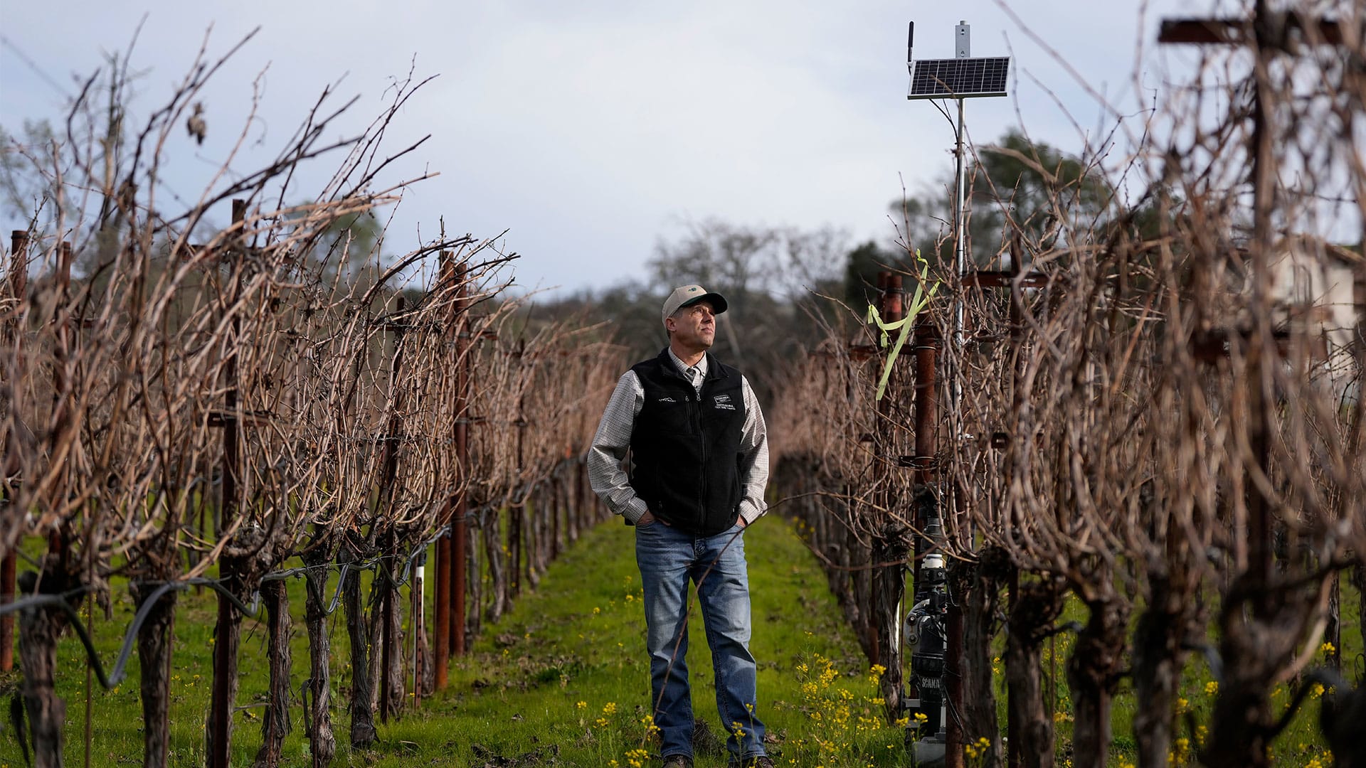 How farmers are using AI on vineyards to make wine