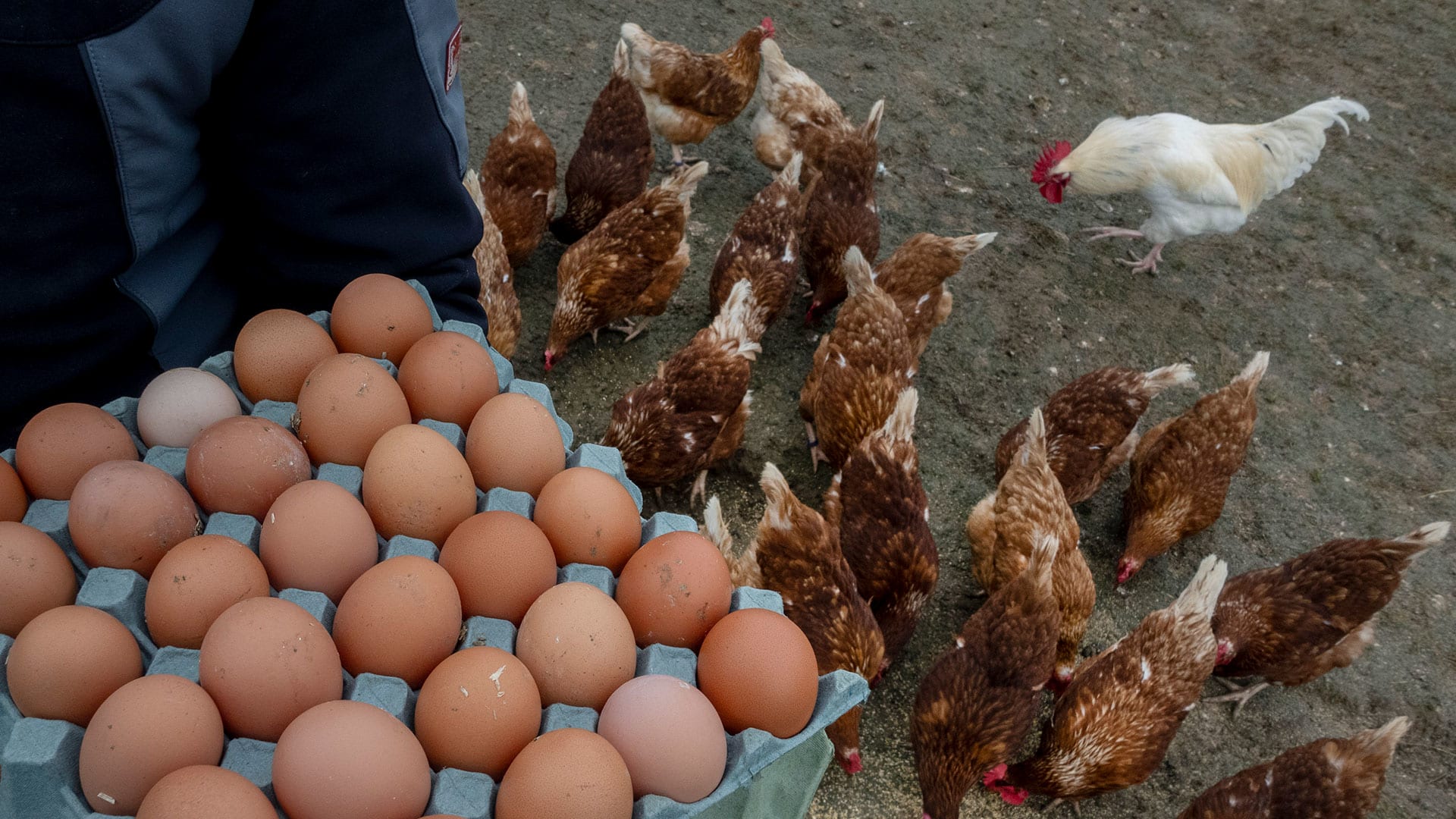 The egg shortage has the U.S. looking to Europe to boost its supply. Here's why that will be tough