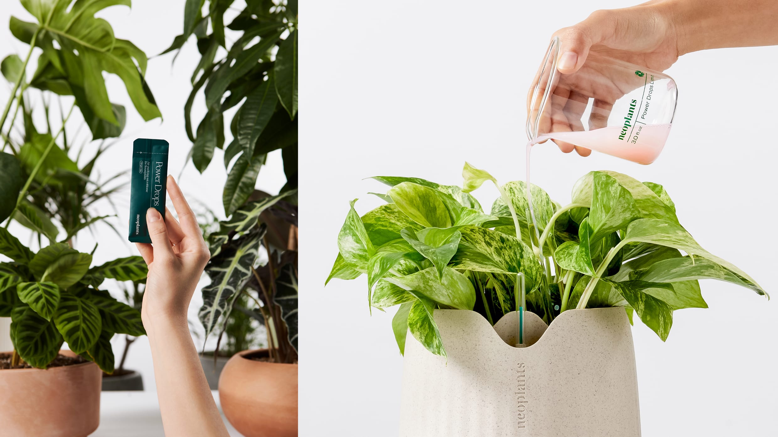 These genetically engineered houseplants are 30 times better at clearing toxins