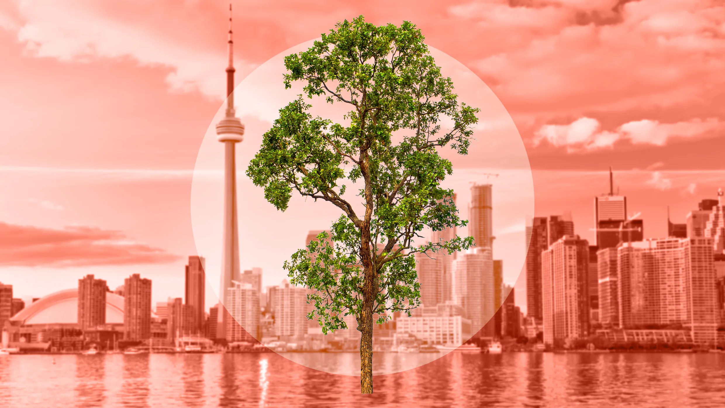 Toronto's hottest tourist attraction is . . . a tree named Rodney