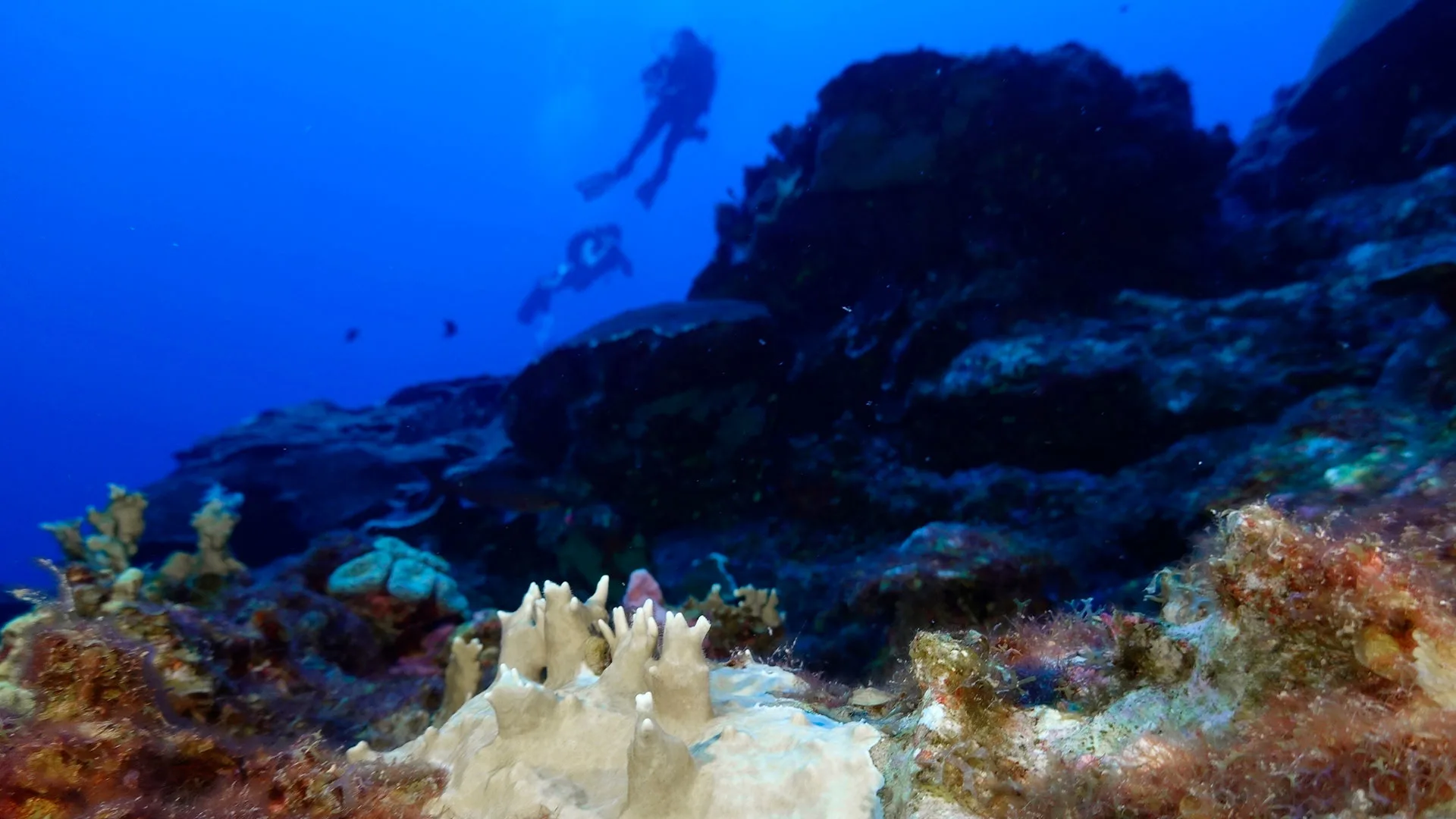 84% of the planet's coral is now impacted by the worst reef bleaching event ever