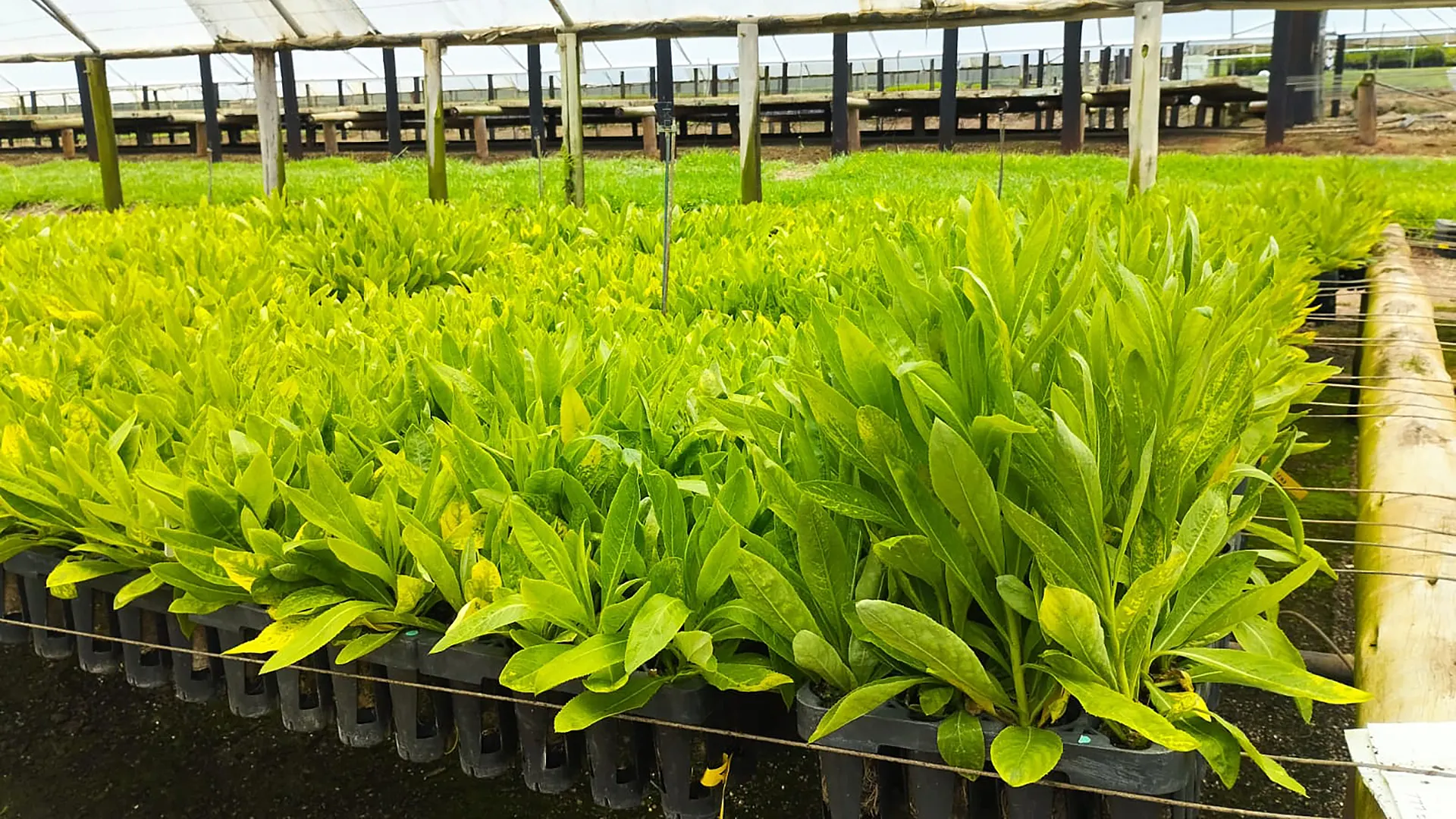 This startup uses plants-not a huge mine-to pull a critical mineral out of the ground