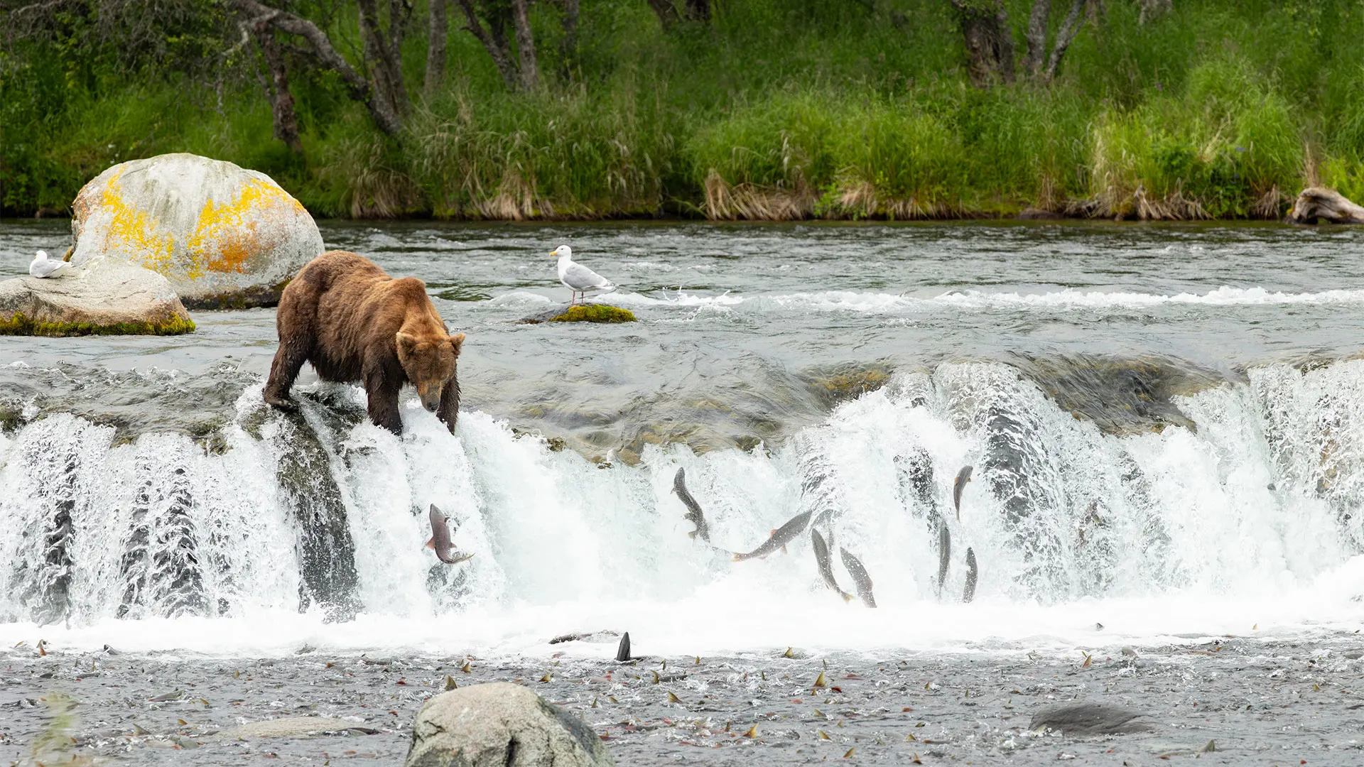 Fat Bear Week 2025: Here's what to know and how to vote for your favorite chunky contender