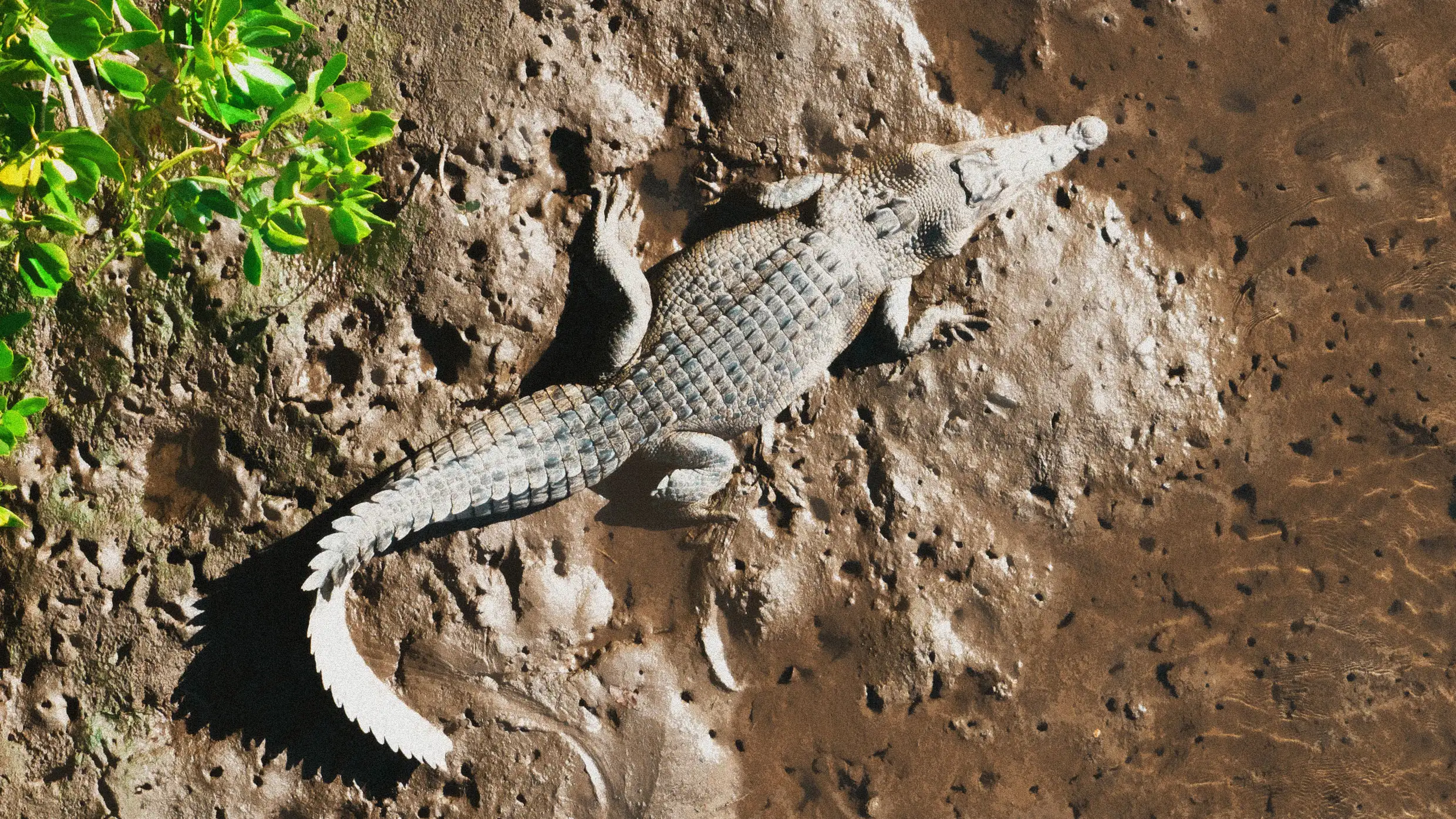 Influencer Real Tarzann investigated in Australia after wrestling crocodile on video