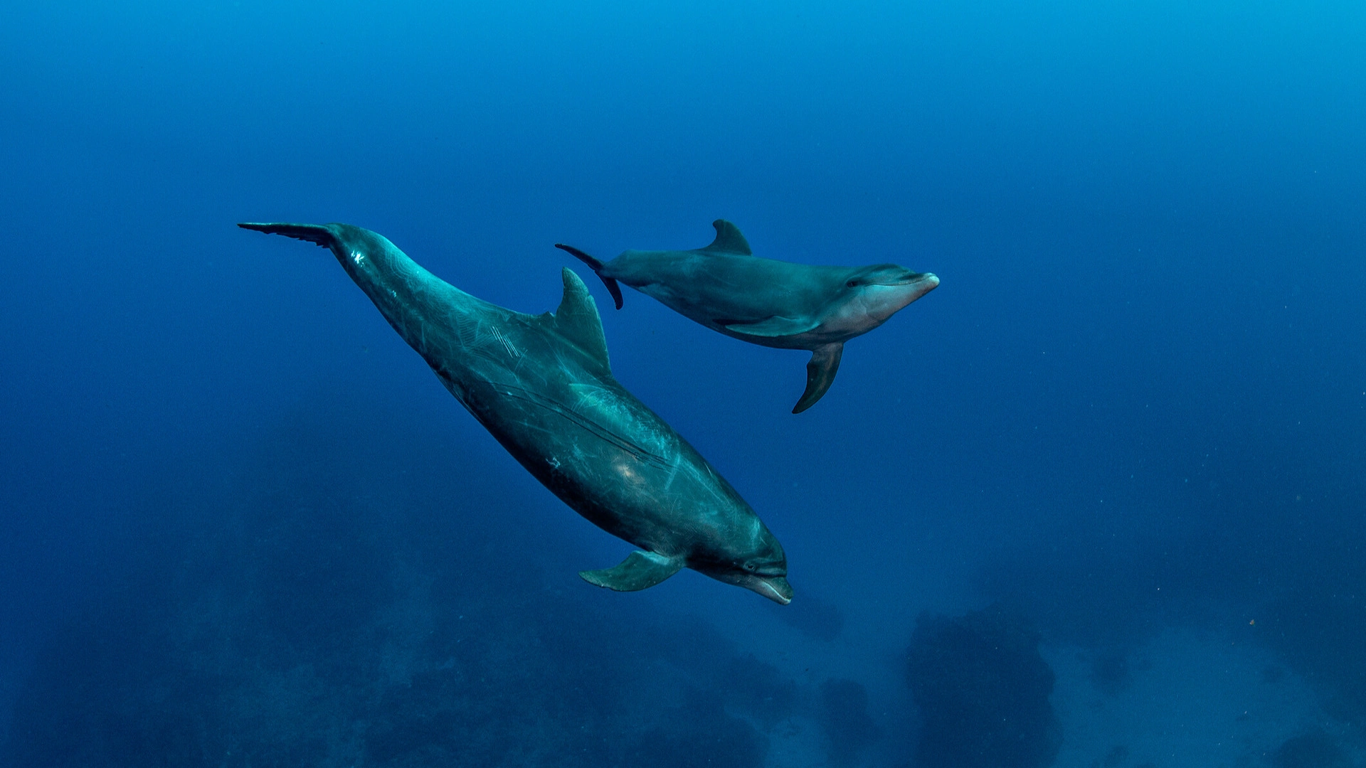 The 'Blue Dolphin' Rule: Stop negative thoughts with emotional intelligence