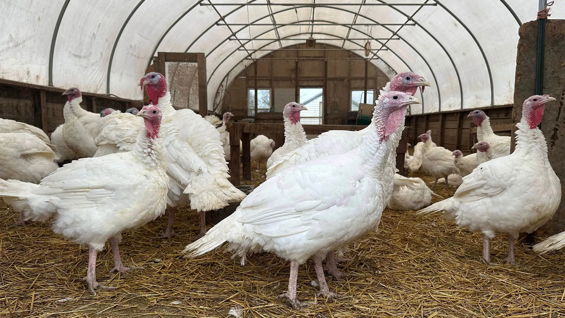 Wholesale turkey prices are jumping 44% this year. Here's why